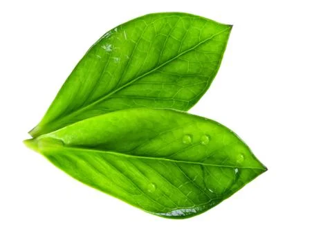 Two foliage on white background Stock Photos