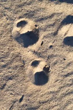 Two footprint of a wolf texture background. Top view. Vertical image Stock Photos