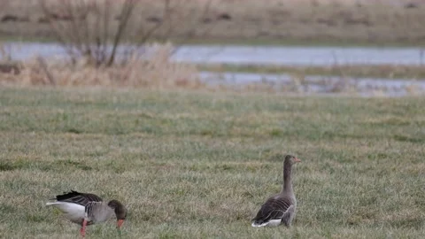 Two Foraging Greylag Geese Close Up, 4K slomo Stock Footage 171321005
