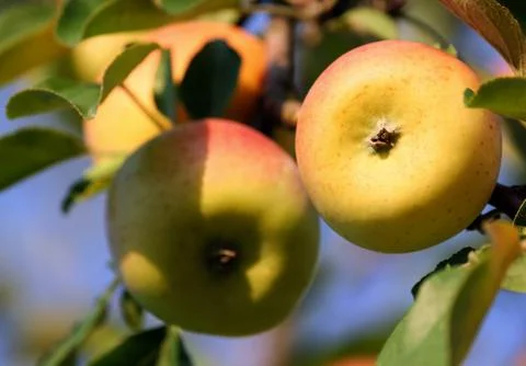 Two in the foreground and a few in the background yellow speckled apples Stock Photos