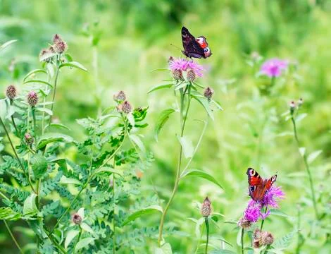 Two forest butterflies 스톡 사진