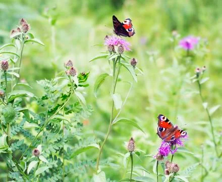 Two forest butterflies Stock Photos