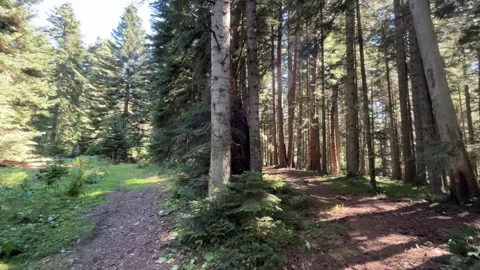 Two Forest Paths Divided by Sunlight in Abant Woodland Stock Footage 345520334