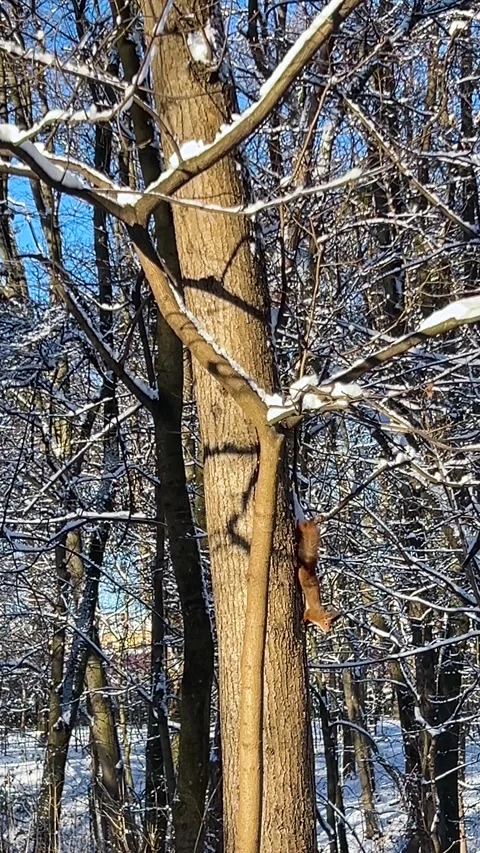 Two forest squirrels run along the bark of a tree trunk in winter.  Video stock 297060245