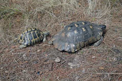 Two forest turtles Stock Photos