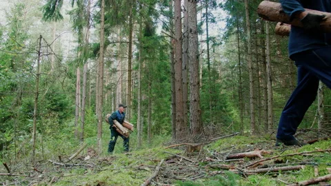 Two forest workers carry logs while logging in the forest. Loggers at work. Video stock 141001355