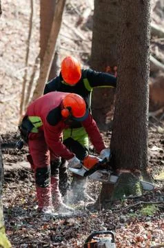 Two forestry workers preparing a spruce tree for felling Stock Photos