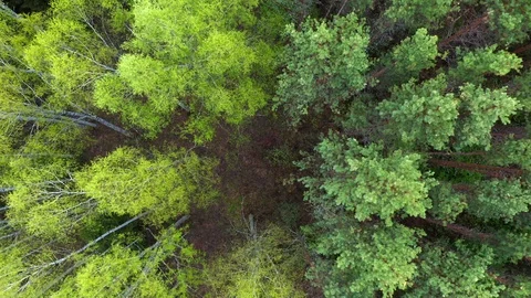 Two forests, aerial view Stock-Footage 108118512
