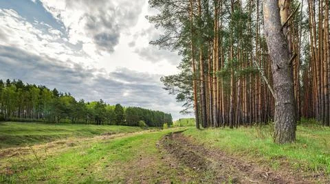 Two forests: birch and pine in cloudy weather, spring nature scenery Stock Photos