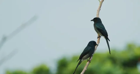 Two The Fork-tailed drongo-cuckoo Sits On Tree Branches In Morning. Surniculus Stock Footage 304445352