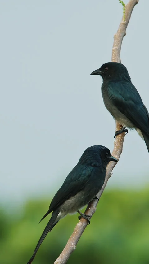 Two The Fork-tailed drongo-cuckoo Sits On Tree Branches In Morning. Surniculus Stock Footage 309959053