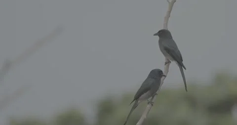 Two The Fork-tailed drongo-cuckoo Sits On Tree Branches In Morning. Surniculus Stock Footage 328363469