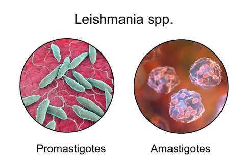 Two forms of Leishmania parasites Stock Illustration