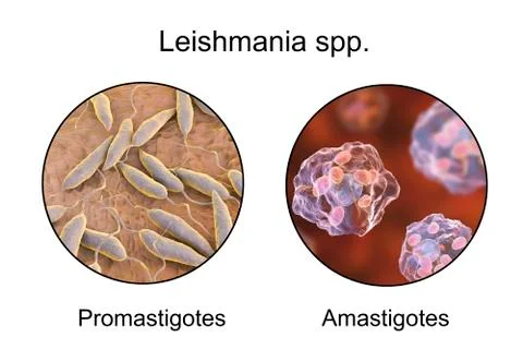 Two forms of Leishmania parasites Stock Illustration