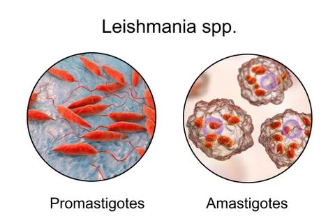 Two forms of Leishmania parasites Stock Illustration
