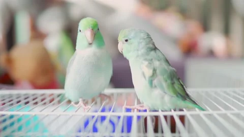 Two Forpus perched on a white birdcage. Video stock 236609037
