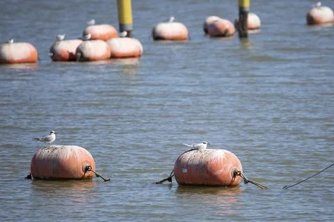 Two Forster's Terns Stock Photos