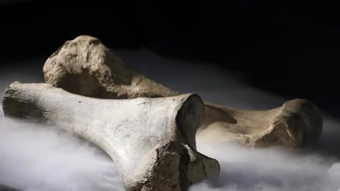 Two fossilized mammoth bones in the haze Stock Footage 269835182