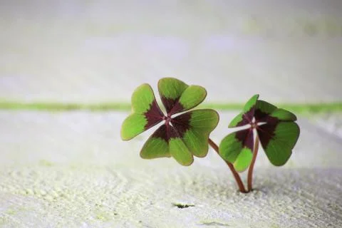 Two four-leaf clover grows from wood underground, background concept Stock Photos