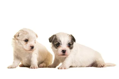 Two four weeks old boomer puppies Two four weeks old boomer puppies sittin... Stock Photos