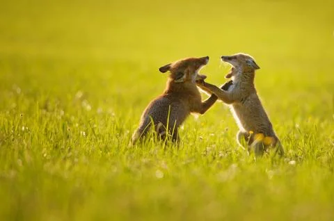 Two fox cubs playing in summer sunset Stock Photos
