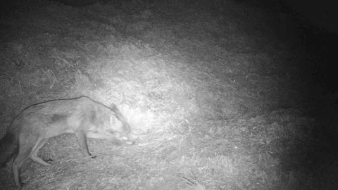 Two fox in the night - infrared clip 動画素材 126904877