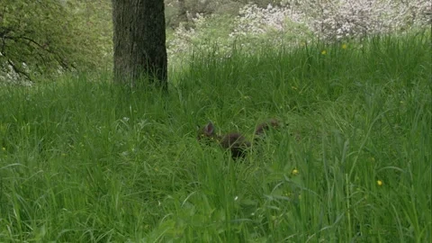 Two fox puppies running through high grass Stock Footage 276457635