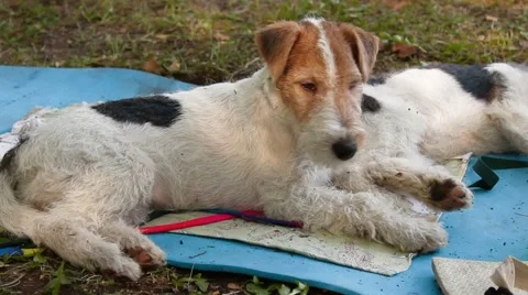 Two Fox Terrier Stock Footage 40783243