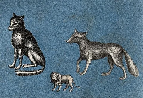 Two foxes and a lion. Cut-out engravings pasted onto paper, 16--? Stock Illustration