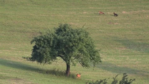 Two foxes and two roe deer on a meadow in summer Stock Footage 212937167