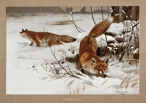 Two foxes (Canis vulpes) in the snow. Colour reproduction of a painting by .. Stock Illustration