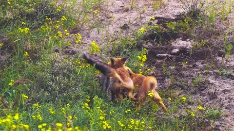 Two foxes fighting against rabbit prey, wildlife scene, tracking shot, day Stock Footage 180137979