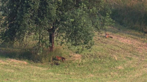 Two foxes on a meadow under a tree in summer Stock Footage 212936395