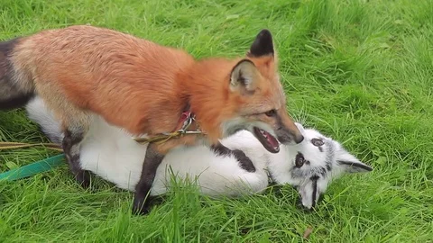 Two foxes play on green grass in park on summer afternoon. Stock Footage 81834752