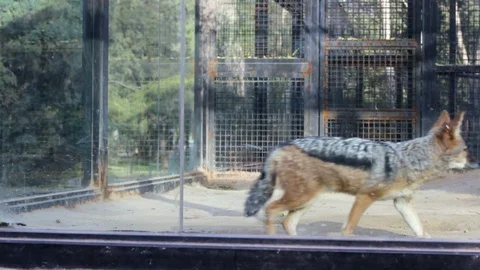 Two Foxes Playing Stock Footage 120670552