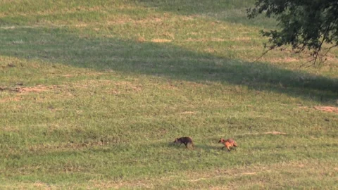 Two foxes playing on a meadow in summer Stock Footage 212936467