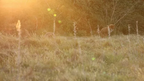 Two foxes playing with a rodent - 4K wildlife behaviour Stock-Footage 322599837