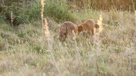 Two foxes playing with a rodent in 4K slow motion Stock-Footage 322599868