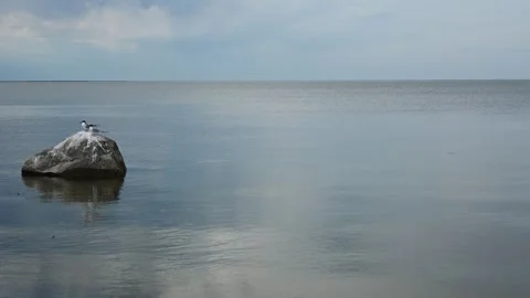 Two Franklin Gull Terns sitting on a rock in a large calm lake with clouds Stock Footage 335898180