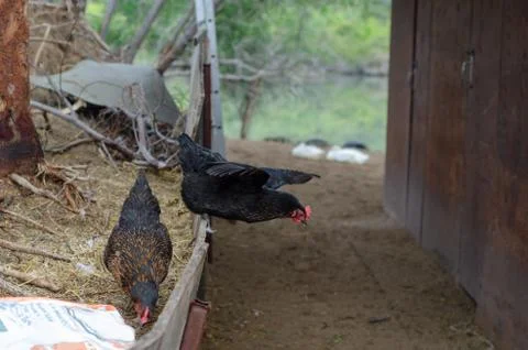 Two free range black chicken Stock Photos