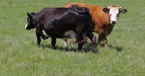 Two Free Range Brown and Black Cows Stock Footage 107156890