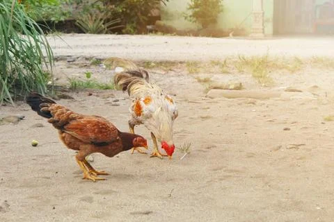 Two free-range chicken in the yard Stock Photos