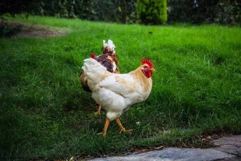 Two free range chickens walking on the green lawn Stock Photos