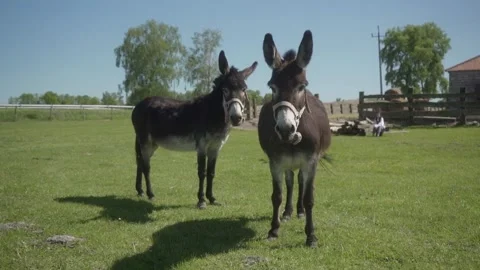 Two free-range donkeys graze in the pasture of a livestock farm. Stock Footage 275895001