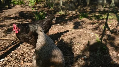 Two Free-Range Hens in Natural Green Environment Видео 334179569