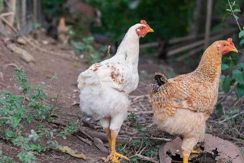 Two free range hens standing alert in lush green rural countryside farm Stock Photos