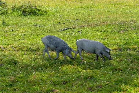 Two free range Iberian pigs grazing nose to nose in pasture Stock Photos