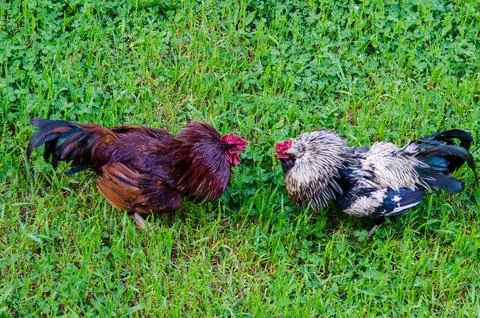 Two free range Roosters fighting Stock Photos