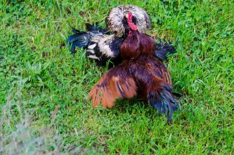 Two free range Roosters fighting2. Stock Photos