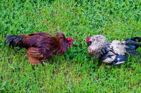 Two free range Roosters fighting3 Stock Photos